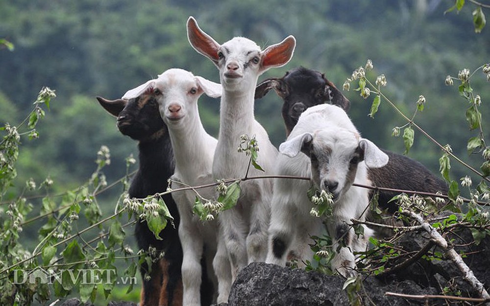 Tinh tế vị dê núi Ninh Bình: Hơn cả một đặc sản, ấy là văn hóa - 7