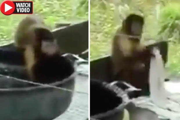Con khỉ giặt quần áo như con người.