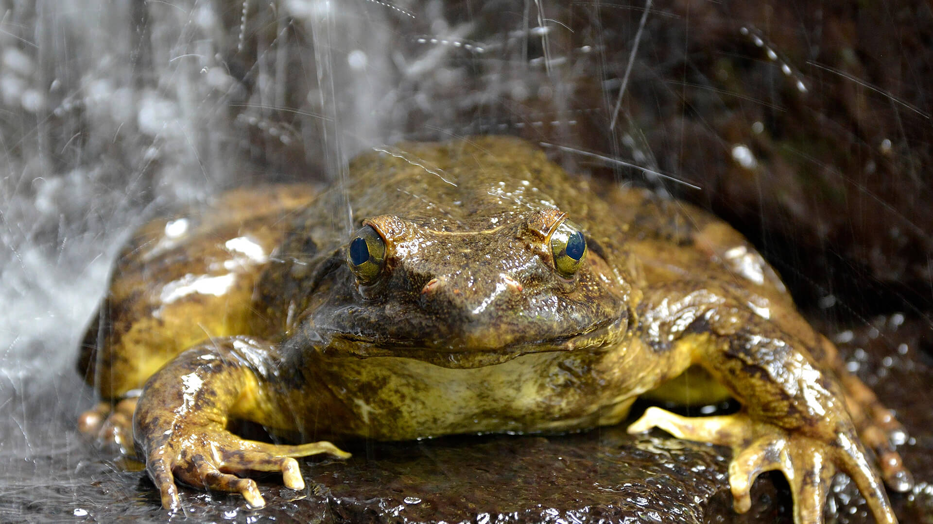 The world's largest frog, 0.3m long, moves 2 kilograms of heavy stone to build & # 34; private - 2