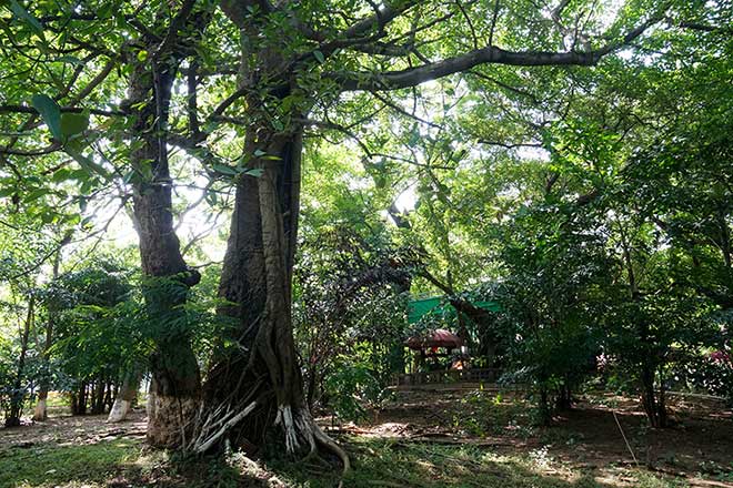 Miếu nằm trên một gò đất hình tròn, xung quanh được bao phủ bởi rất nhiều cây xanh.