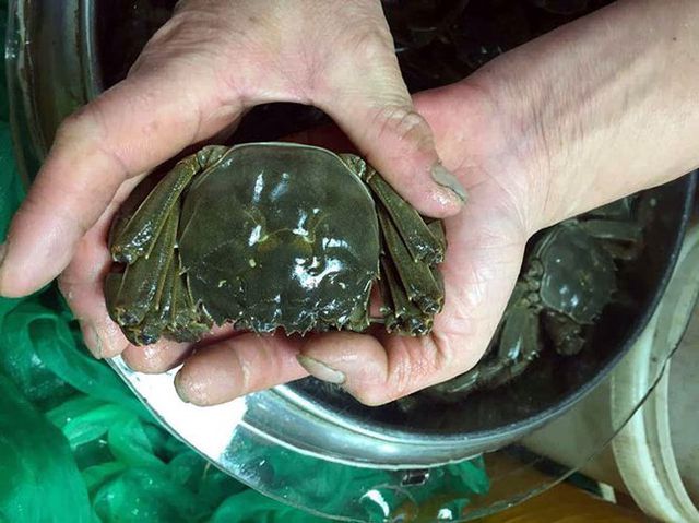 Sở dĩ được gọi là cua lông vì chân có lông, trọng lượng nhỏ.