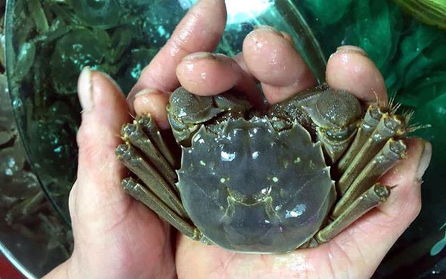 Loại cua này có phần gạch béo, ngậy khác hẳn với cua Việt Nam, còn thịt thì ngọt đậm và chắc.