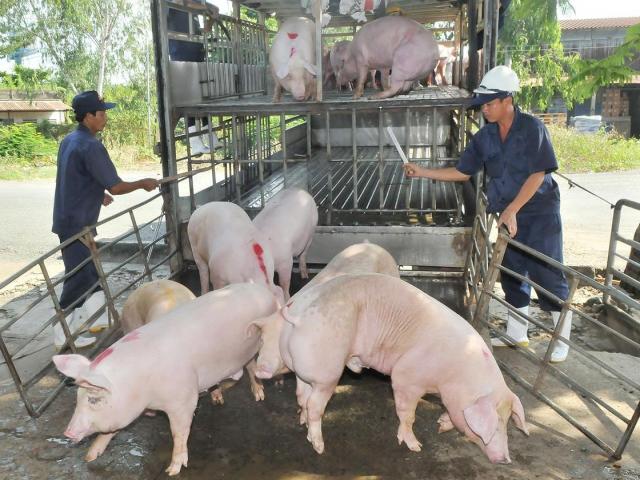 Thị trường - Tiêu dùng - Giá heo hơi hôm nay 11/8: Có doanh nghiệp xuất heo giá 52.000đ/kg?