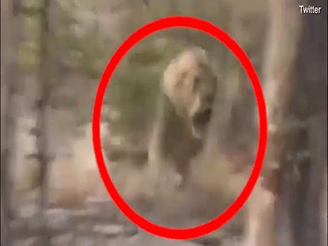 Thế giới - Sư tử lao vun vút vồ người, bị bắn gục bằng 1 phát đạn