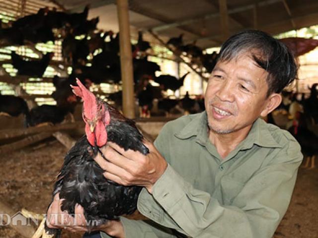 Thị trường - Tiêu dùng - Nuôi gà chọi lai tít trên đỉnh đồi, cho gà ăn phải đi "cáp treo"