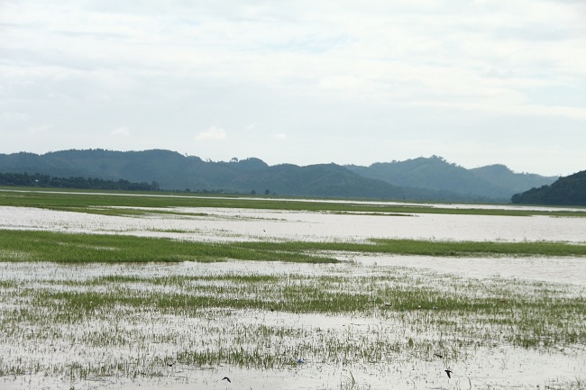 Ông Lê Văn Kiên, Chủ tịch UBND xã Quảng Điền cho biết, cả cánh đồng A và cánh đồng B của xã có gần 1.000 ha lúa nước. Mặc dù từ đêm qua đến trưa nay đã có hàng trăm người gia cố đê Quảng Điền, tuy nhiên hiện có hơn 200 ha lúa của người dân bị nước nhấn chìm.