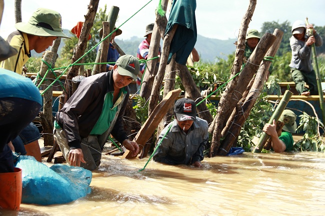 “Từ đêm qua mọi người thức trắng, dầm mình dưới nước đắp đê. Ai cũng mệt, đói lả nhưng mọi người vẫn cố gắng ăn tạm bánh mì rồi tiếp tục gia cố đê để cứu lúa. Bởi chúng tôi chỉ biết sống bằng nghề trồng lúa. Chúng tôi cứu đê cũng giống như cứu chính gia đình mình”, người đàn ông nói rồi vội nhảy xuống dùng cọc tre đóng ép vào thân đê, ngăn nền đê vỡ.