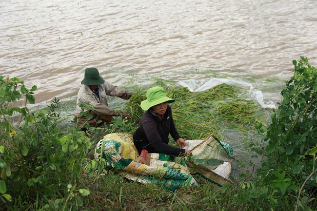 Người dân đành nhắm mắt thu lúa non với hy vọng vớt vát được ít vốn liếng.