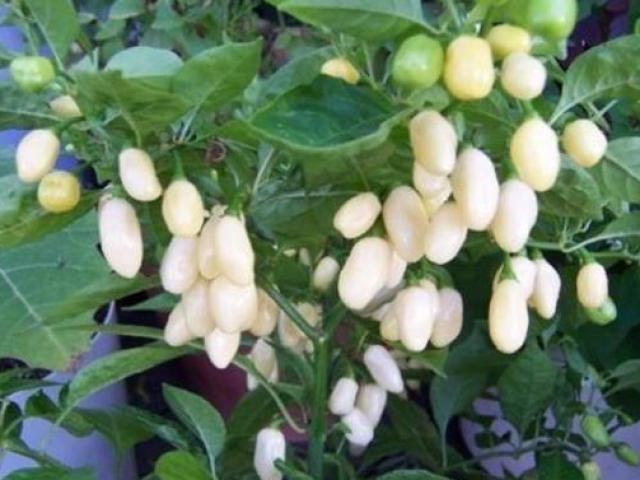 Thị trường - Tiêu dùng - Cay hơn ớt thường gấp 100 lần nhưng giá hạt giống rẻ không ngờ tại Việt Nam