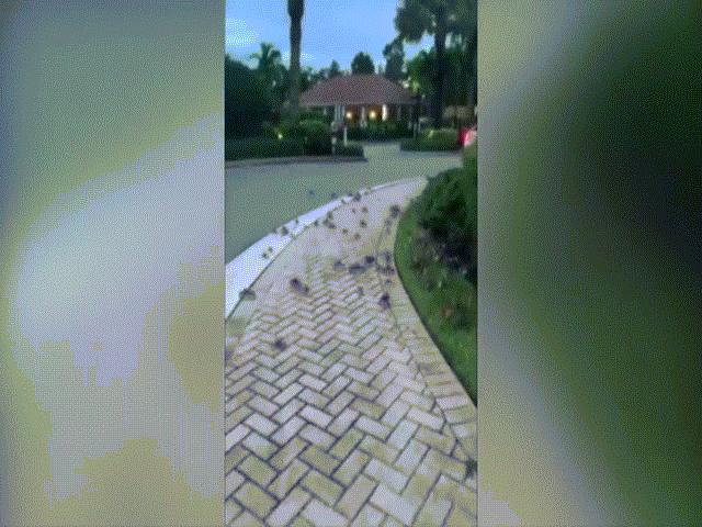 Video: Hàng trăm con cua xâm chiếm đường phố Mỹ gây ”ác mộng”