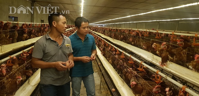Nhờ chăn nuôi theo hướng ViẹtGAP và được đầu tư bài bản, trang trại nuôi gà đẻ trứng của anh Nguyễn Văn Công ở xóm 3, xã Hải Xuân, huyện Hải Hậu (Nam Định) vượt qua cơn bão giá, lãi chục triệu mỗi ngày.