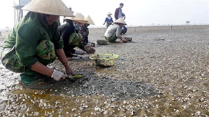 Tỉ lệ ngao chết tại huyện Tiền Hải đã lên tới hơn 400 ha. Ảnh: CTV