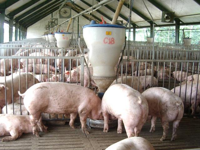 Thị trường - Tiêu dùng - Giá heo hơi hôm nay 12/8: Miền Nam tăng "nóng", lái săn cả lợn cỏ