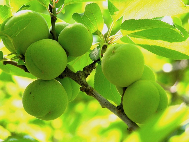 Tỉnh Wakayama ở Nhật Bản nổi tiếng với món umeboshi ngon và chất lượng cao ở Nhật Bản.