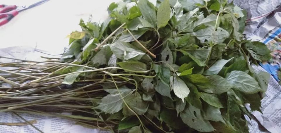 Giá lá sâm Ngọc Linh cao hơn năm ngoái 3-4 lần vẫn được ưa chuộng.