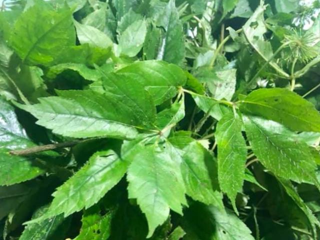 Thị trường - Tiêu dùng - Đi hái lá này về bán, thu cả chục triệu đồng mỗi cân