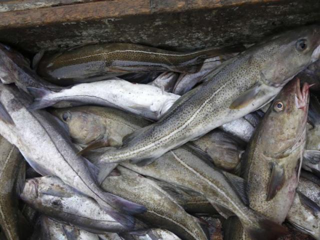 Thế giới - Hải sản ngon và bổ, nhưng rồi có thể con người sẽ không còn dám ăn?