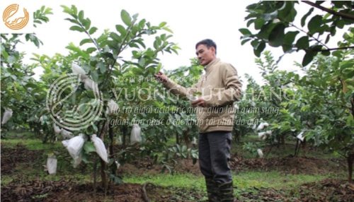 Mỗi lần cơn đau Gút tái phát, việc đi ủng làm vườn rất khó khăn với chú (Ảnh: NVCC)