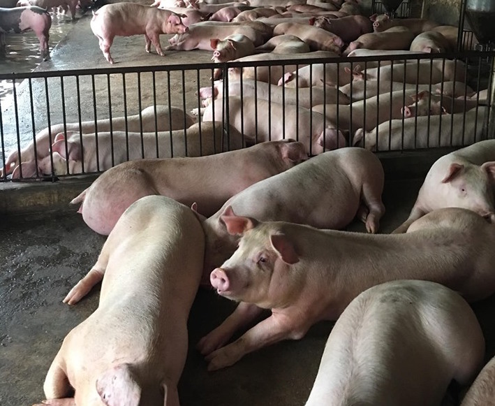 Mức giá heo hơi siêu nạc phổ biến tại miền Bắc hôm nay từ 46.000 - 48.000 đồng/kg; các giống lợn cỏ, lợn đen cũng đang được thương lái săn mua. Ảnh: T.L