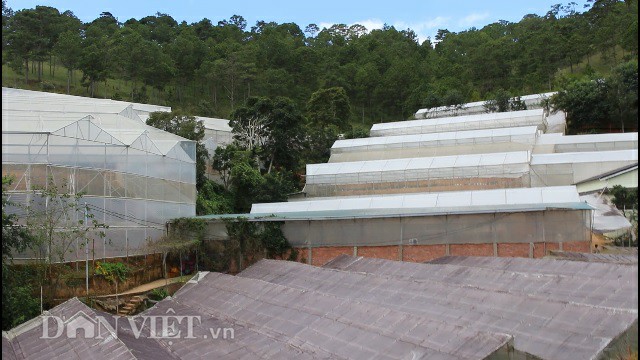 Nhà kính được phát triển tràn lan tại Đà Lạt, xây dựng ngay dưới các tán thông. Ảnh: Văn Long.