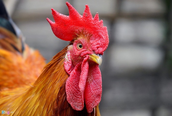 Những bộ phận của gà là thuốc chữa bệnh cực kỳ tốt - 4