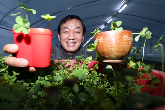 Trước đó, ông Hong In Heon từng trồng hoa nhưng không kiếm đuọc nhiều tiền. Sau đó, ông chuyển sang trồng cỏ 4 lá. 