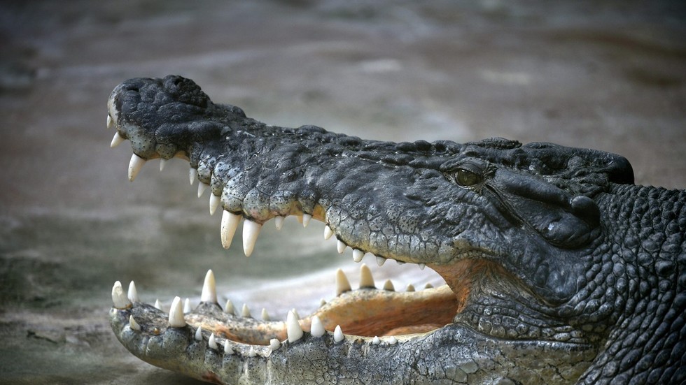Cá sấu là loài sinh vật máu lạnh khát máu.