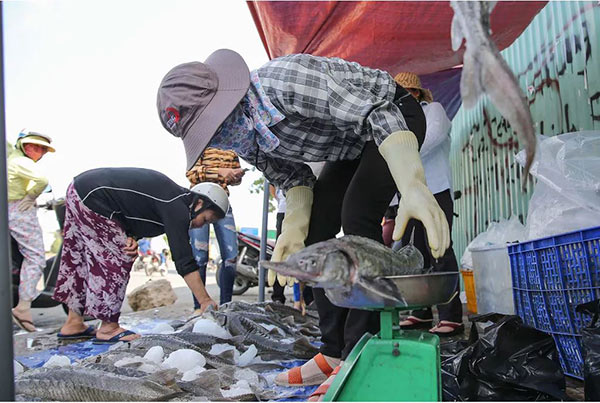 Cá tầm sống ngày thường bán khoảng 300.000 đồng/kg nhưng nay chỉ còn 100.000 - 150.000 đồng/kg nên nhiều người thấy rẻ chen nhau mua.