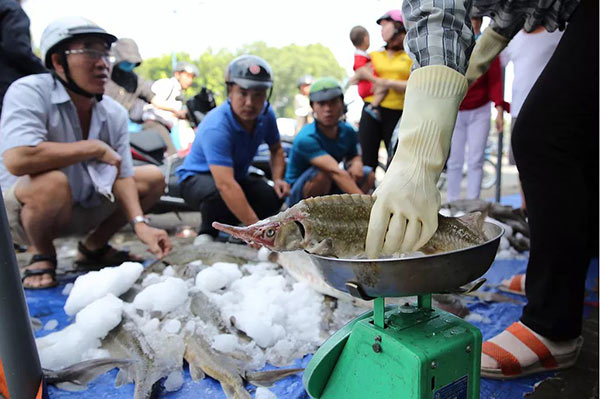 Do cá bị ngộp hàng loạt nên hầu hết đều chưa tới 1kg/con, trong khi cá thương phẩm lên tới vài kg/con.
