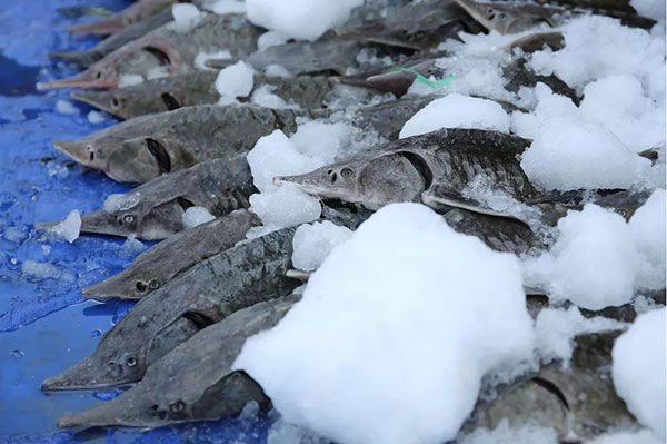 Cá tầm được ướp đá nên khi về đến các điểm bán vẫn còn khá tươi.