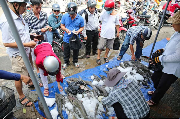 Nhiều người đi đường liên tục tấp xe vào vỉa hè để mua cá tầm ủng hộ các trang trại bị thiệt hại do mưa lũ.