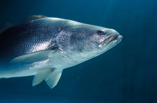 Vậy nhưng, nhu cầu mua bong bóng cá quá lớn đã khiến cho loại cá vược totoaba bị đe dọa tuyệt chủng. 