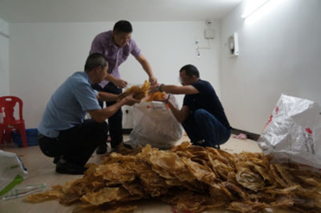 Tháng 3/2019, 11 người bị truy tố ở tỉnh Quảng Đông, Trung Quốc vì buôn lậu bong bóng cá totoaba trị giá hơn 600 triệu nhân dân tệ.