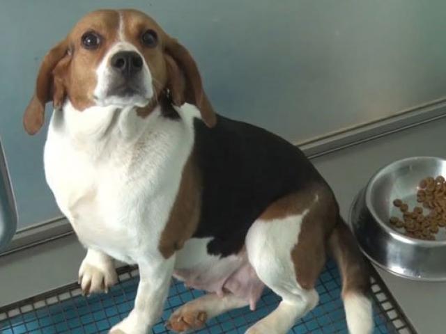 Phi thường - kỳ quặc - Chó già, người Trung Quốc nhân bản chó mới để nuôi tiếp