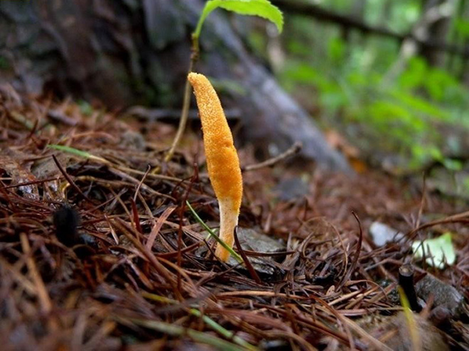 Công dụng bồi bổ sức khỏe của đông trùng hạ thảo với người cao tuổi - 1