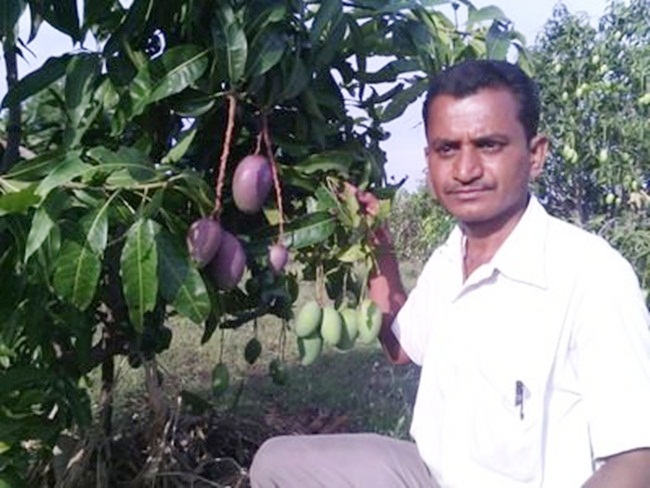 Ravi Marshetwar &#40;sống ở Ấn Độ&#41; có bằng kỹ sư và làm kỹ sư xây dựng trước khi quyết định làm nông dân.&nbsp;Anh Ravi tự học hỏi để ghép được 51 giống xoài trên cùng một cây.