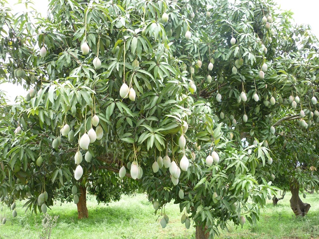 Chúng ta từng nghe đến cây có 10 loại quả hay bán vào dịp Tết nhưng cây xoài có 51 loại xoài trên một cây quả thực hiếm gặp. 