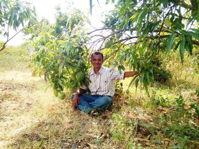 Với 5 ha đất được tổ tiên để lại, Ravi trồng 1000 cây xoài trên một nửa diện tích. Ngoài ra, Ravi trồng nghệ trên 0,4ha và phần còn lại trồng rau.