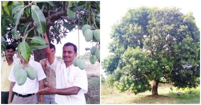 Nhờ kỹ thuật ghép, Ravi đã có 51 loại xoài trên một cây xoài, mỗi&nbsp;quả nặng 3kg.