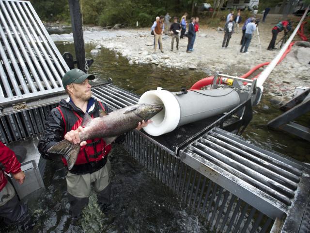 Media - Khám phá hệ thống "đại bác" bắn cá hồi qua đập nước gây sốt mạng
