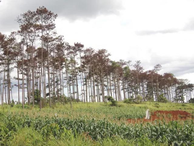 Tin tức trong ngày - Cán bộ ngân hàng đứng sau vụ đầu độc rừng thông Đà Lạt