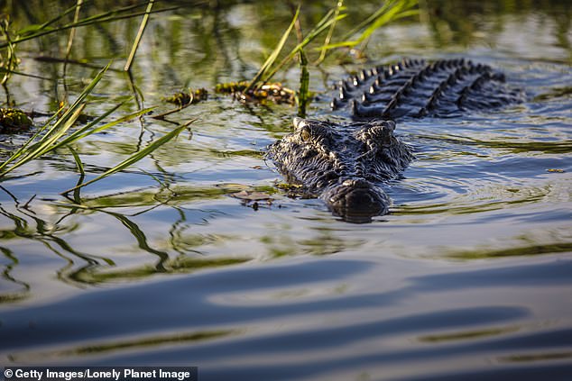 Cá sấu nước mặn có thể nặng tới 1 tấn. Ảnh minh họa.