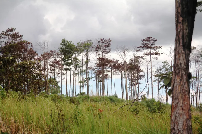 Hàng trăm cây thông tại tiểu khu 460 bị đầu độc chết đứng.