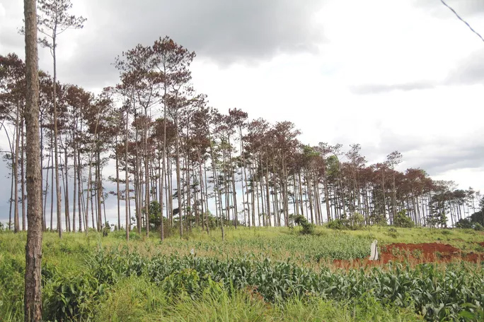 Rừng thông chết đứng, phía dưới là cây nông nghiệp mọc lên.