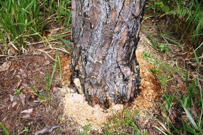 Các đối tượng đã đầu độc rừng thông bằng cách khoan lỗ, băm rễ đổ thuốc diệt cỏ.