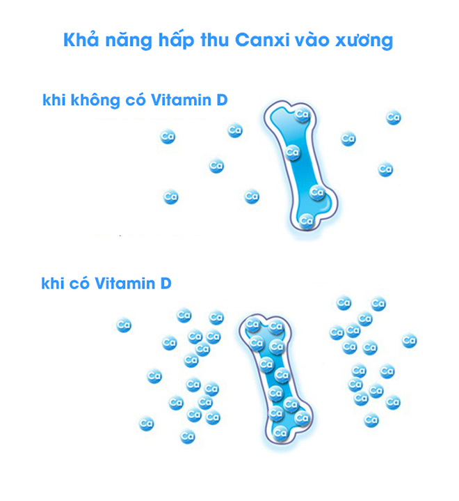 Vitamin D là chất dẫn truyền quyết định khả năng hấp thu vitamin D của cơ thể