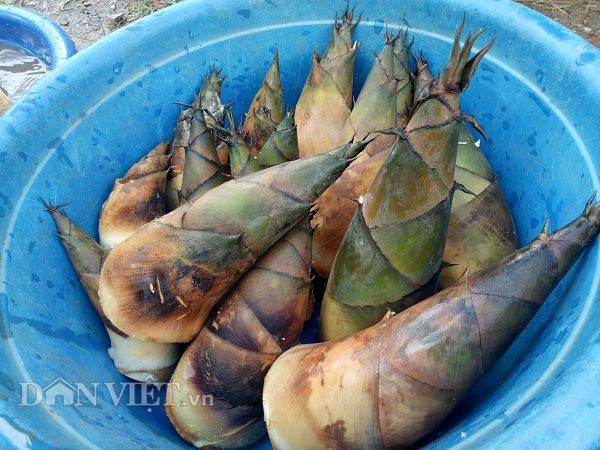 Bên cạnh măng lay, Tây Bắc mùa này còn có măng tre. Măng tre một trong những loại măng phổ biến ở rừng núi Tây Bắc, nhưng xét về độ ngon thì vẫn kém phần măng lay. Ảnh: Ngọc Mai-Báo điện tử DANVIET.VN.
