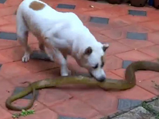 Media - Mò vào nhà dân săn mồi, rắn chuột "khủng " bị chó nhà lao ra cắn xé