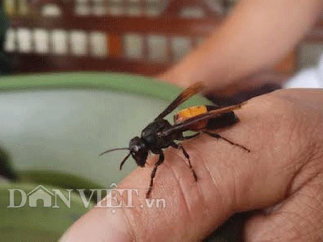 Thị trường - Tiêu dùng - Nghệ An: "Bày binh bố trận" nuôi loài ong “tử thần” la liệt khắp vườn