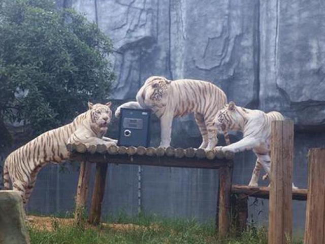 Thị trường - Tiêu dùng - Kỳ lạ dịch vụ cho thuê hổ để… bảo vệ giấy đăng ký kết hôn